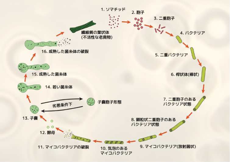 ソマチッドサイクル